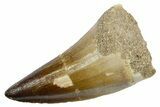 Fossil Mosasaur (Mosasaurus) Tooth - Morocco #353203-1
